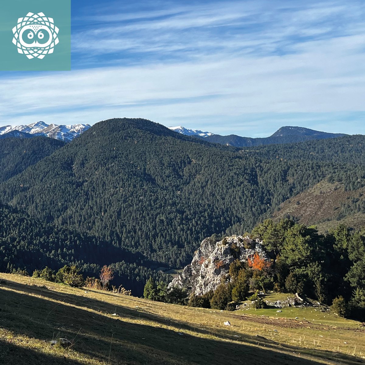 🌲 #LIFE UNCINATA* treballa per conservar i millorar els boscos de pi negre, un hàbitat únic i prioritari a 🇪🇺

Aquest any, ja s’ha treballat al Pirineu en més de 60 hectàrees gestionades amb una nova mirada: ✨silvicultura naturalística✨

T'ho expliquem 👇