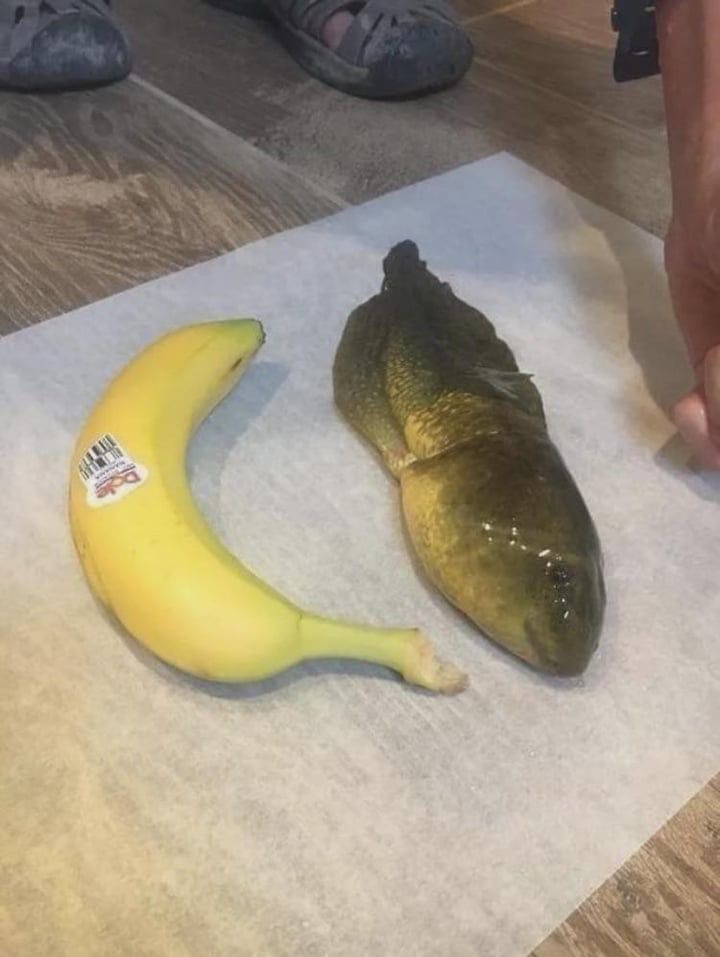 A 3 year old tadpole that didn't turn into a frog, banana on the side for scale