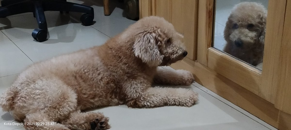 Anjing hilang – bantu cari 🙏  
🐶 Nama: Hachiko (Poodle, ±3 tahun)  
📍 Terakhir terlihat: Jl. Abdul Gani 1, Cilodong, dekat Mie Ayam KimHcil, skitar pkl 20.00 WIB, 12 Nov 2025  
📱 Hubungi: 08192239100  
🎁 Ada imbalan bagi yg menemukan.
#AnjingHilang #Cilodong #Depok