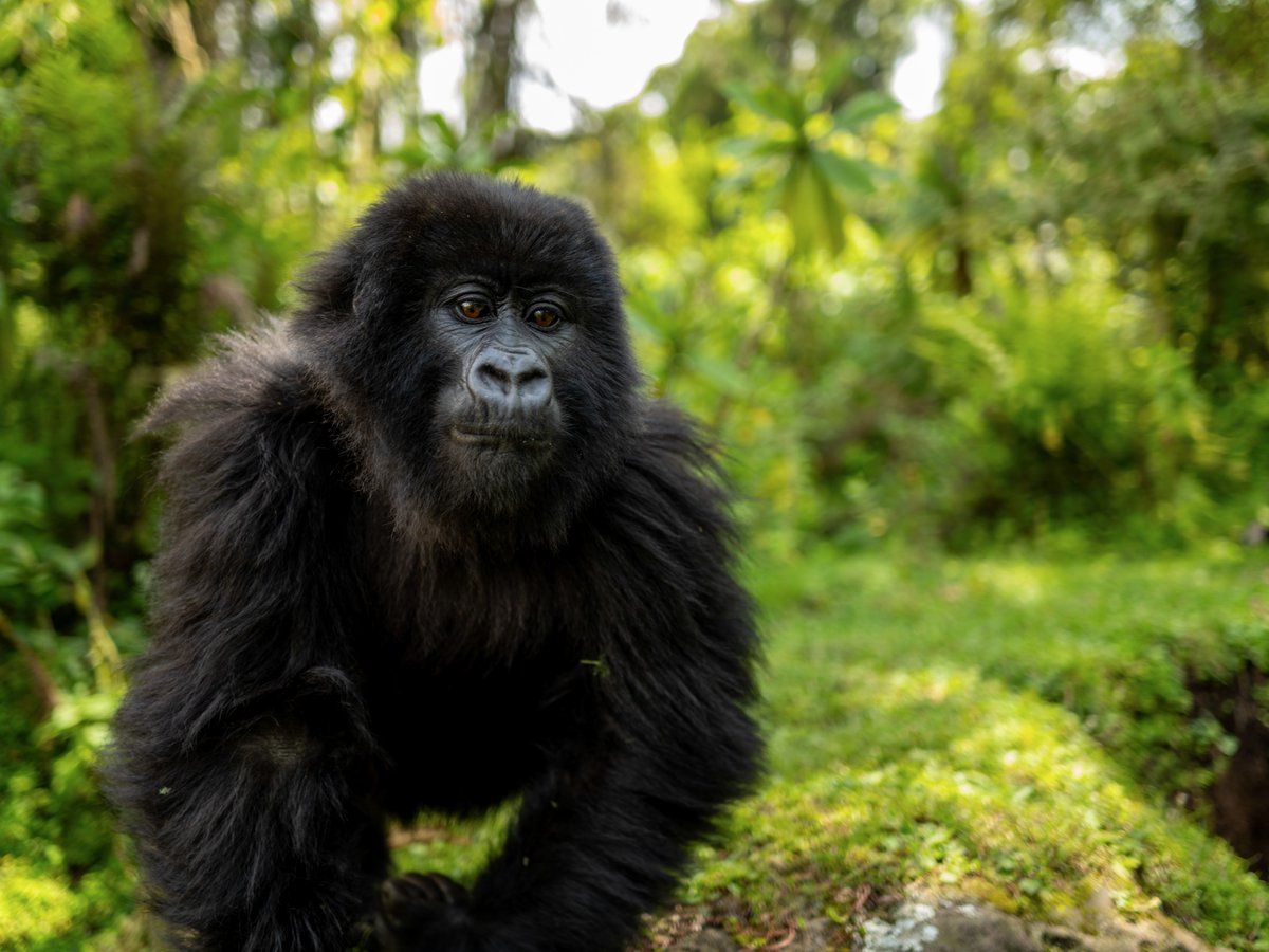 She's resting on a sunny day! ☀️ 🦍 

Young Twirinde lives in the Ntambara group. She's 4-1/2 years old, which puts her firmly in the juvenile stage of development. In this photo, she's taking a moment to rest.

📸 Cedric Dushimimana