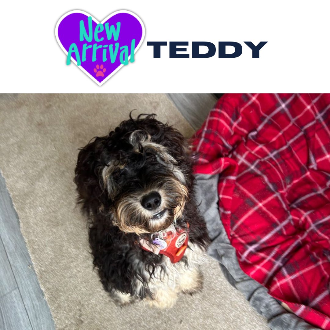 AlmostHome_Dog's tweet image. New arrival #MixedBreed Teddy almosthome.dog #NorthWales #RescueDog #dogrescue