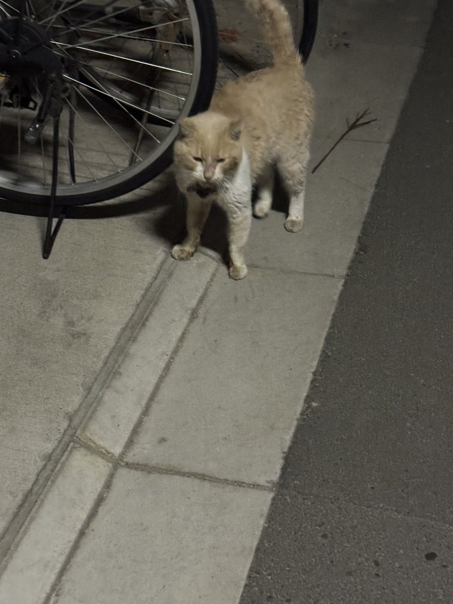▶︎緊急お願い連絡-名古屋の猫好きの方へ-◀︎ ※以下転送コピペ※ 深夜