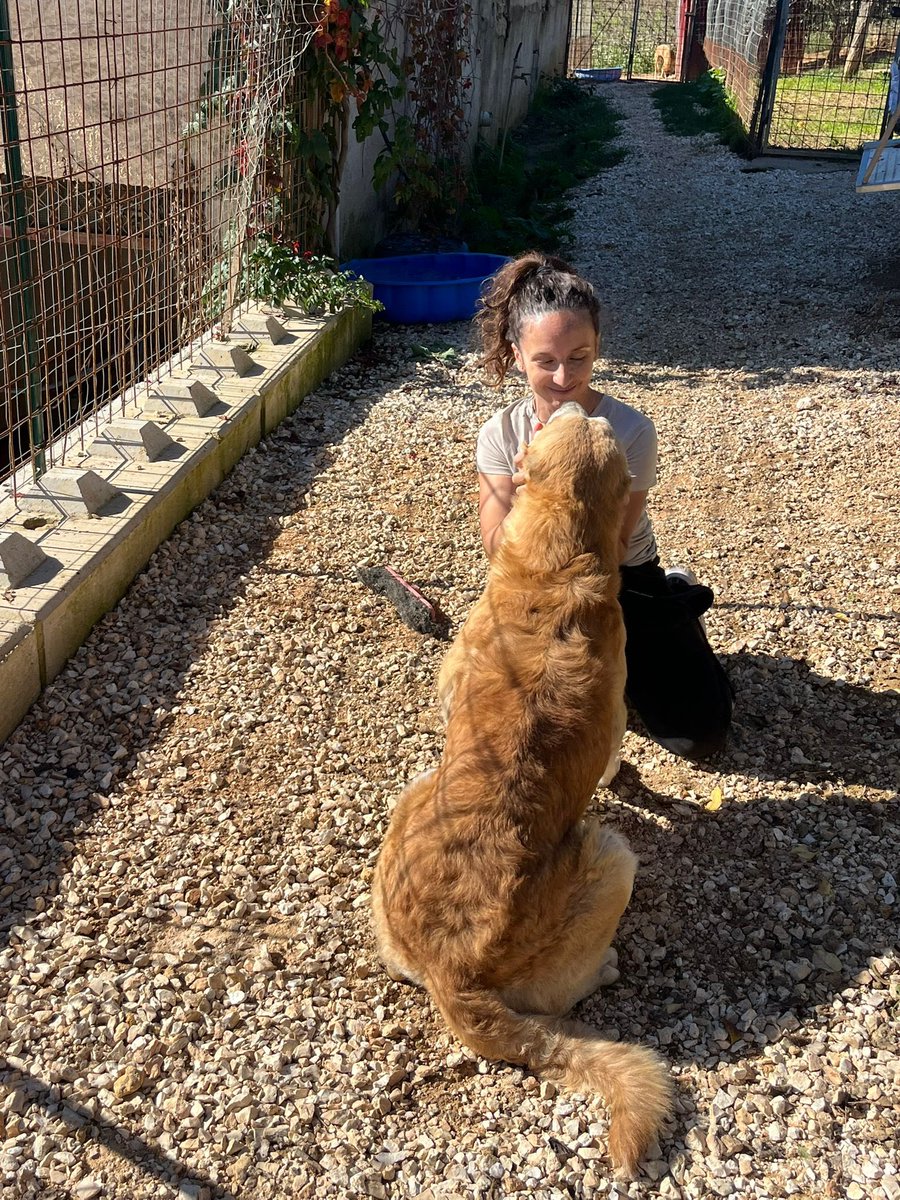 ohanarifugio's tweet image. Vi ricordate di King?

Il cane venuto dal nulla, con le orecchie completamente recise, più per tortura che per moda.

Gli esami per la Leishmaniosi hanno confermato che è soltanto positivo, non deve nemmeno fare la terapia.

facebook.com/10006497598077…