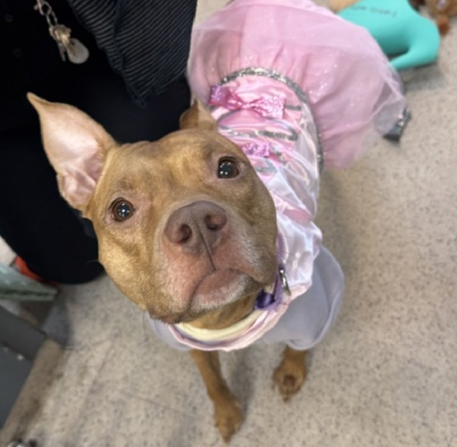 MorgFairsdogs's tweet image. Great News!
Emily has been reserved by a New Hope Partner 🥳🎉

Please wait for freedom pics and info from @TAPNYACC to honor your pledges
