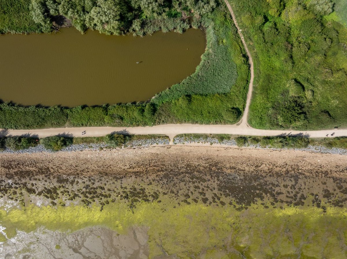 Natural England Thames Solent tweet media