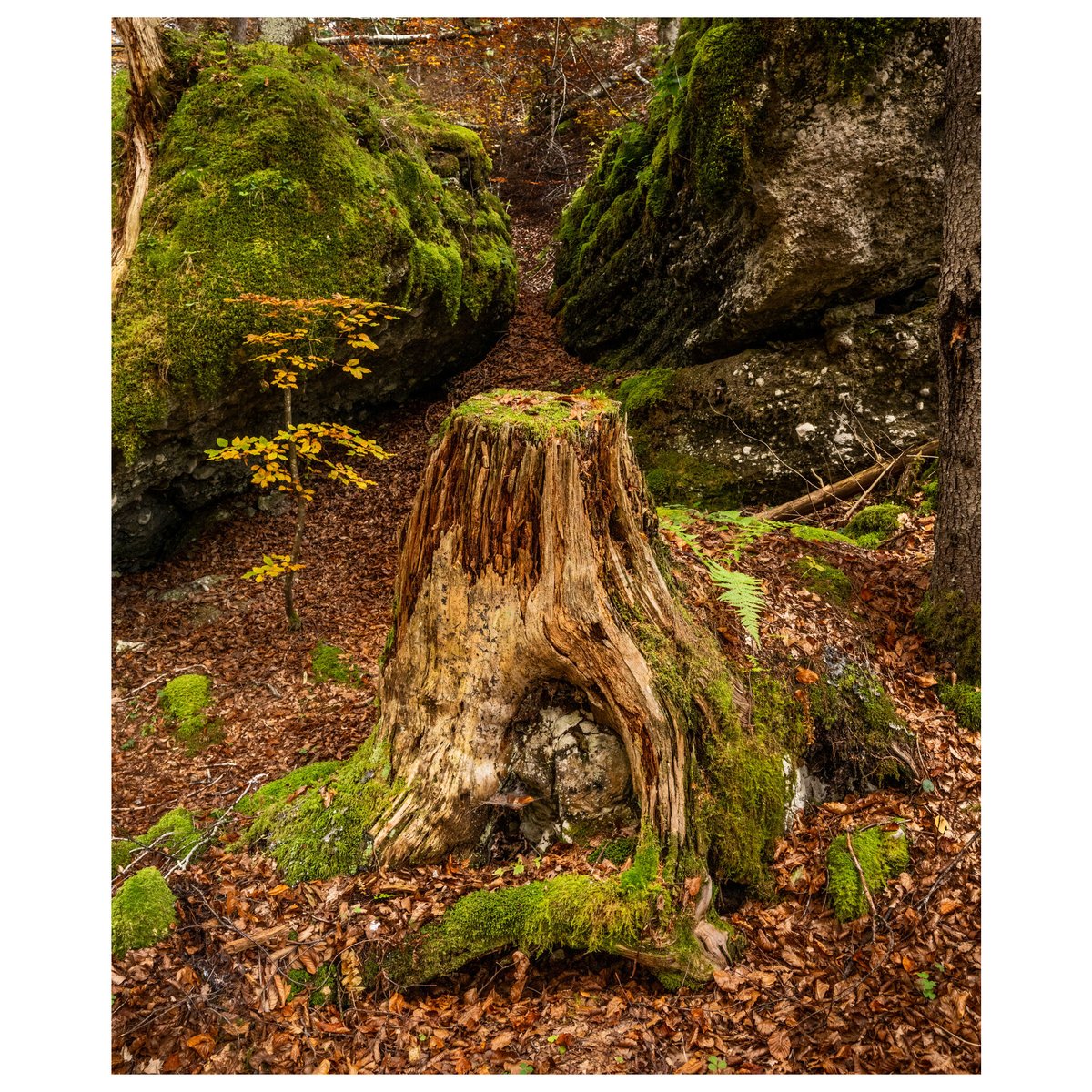 In #Slovenia, where forestry &amp; logging shape both the land &amp; livelihoods, trees are everywhere - standing tall &amp; proud. Come autumn, they turn to gold, painting the horizon in endless waves of amber &amp; fire. 2026 dates here: phototours.in/slovenia
#creativephotoadventures