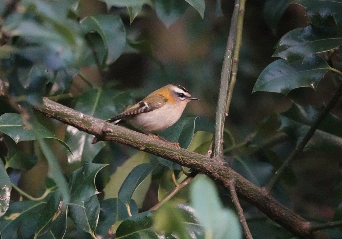 Firecrest Day … 2 in Wanstead this morning and this one at the Burial Ground, Warley Hospital, Pastoral Way ⁦this afternoon ⁦<a href="/BrentwoodBirder/">Brentwood Birder</a>⁩