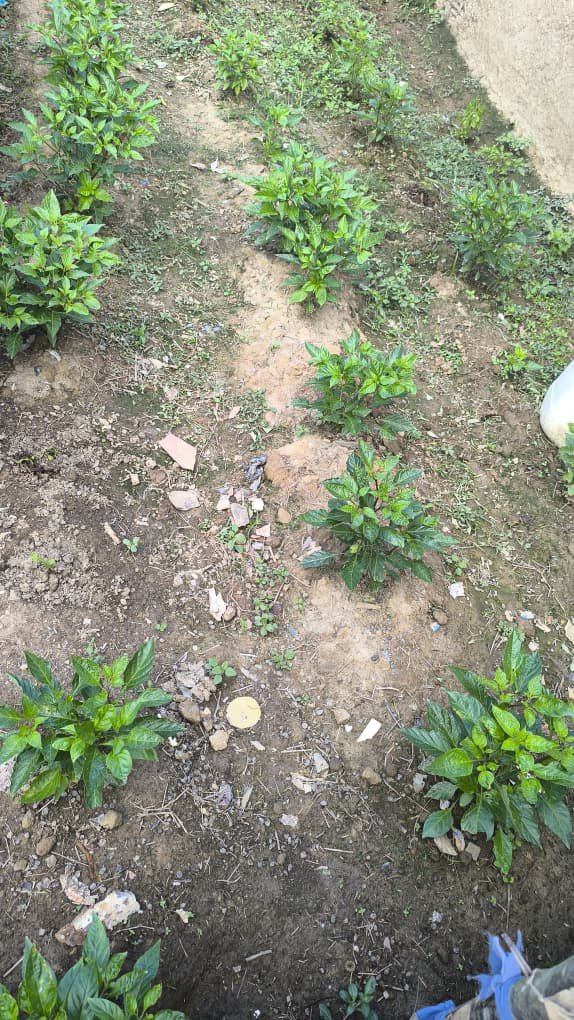 Los ajíes dulces y el cebollín ya comienzan a mostrarse. En reciente visita del técnico agrícola a la comunidad de Toledo en Delta Amacuro, cada uno de los participantes del proyecto que desplegamos en esta localidad, mostró orgulloso el avance de sus pequeños cultivos. Apoyamos