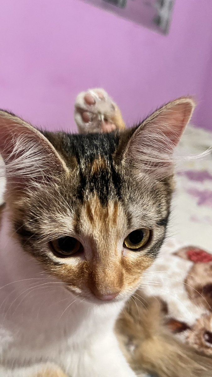 a wandinha se tivesse pézinho ao invés da mãozinha