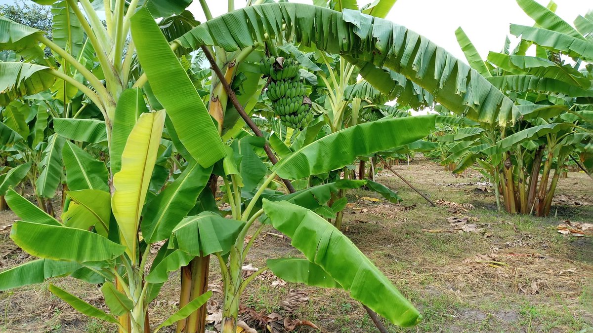 Do you know that any Agricultural activity well practiced can earn you a living 
Meet Mrs Nagujja Irene who  lives as  an example in kigombe parish , luweero district..
With her properly managed plantation which acts as a source of household income.