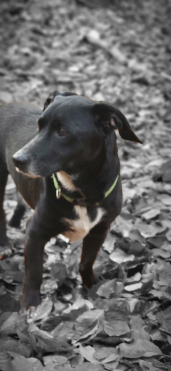 USiebmann's tweet image. 