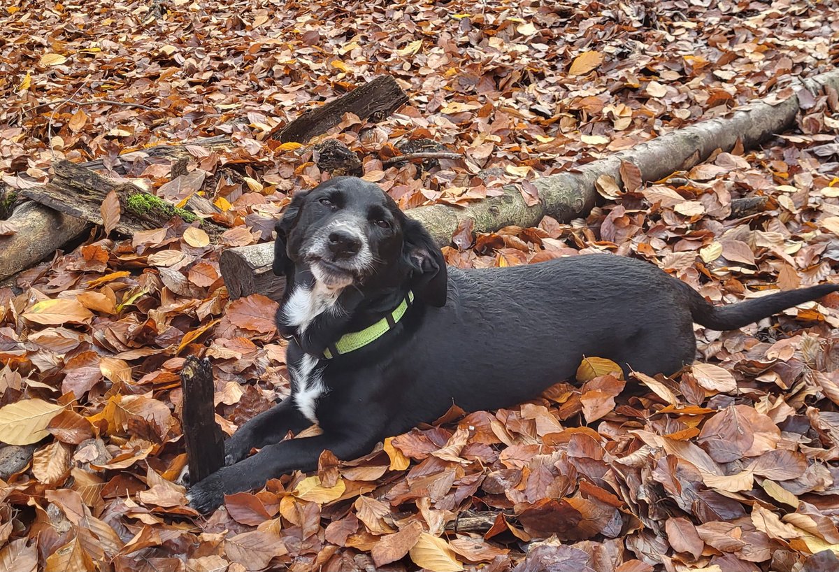 USiebmann's tweet image. 