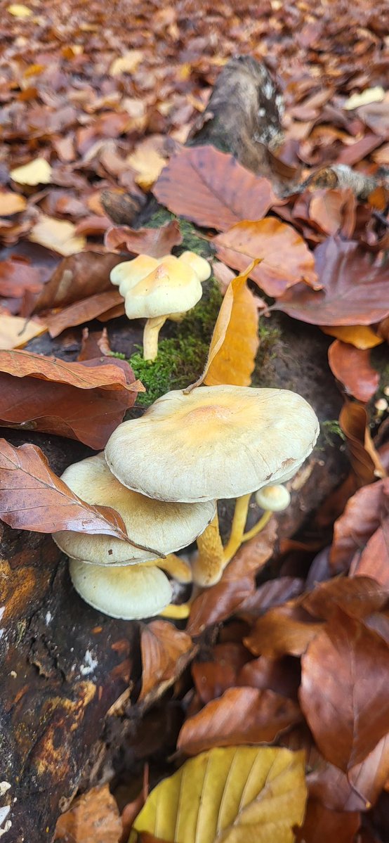 USiebmann's tweet image. 