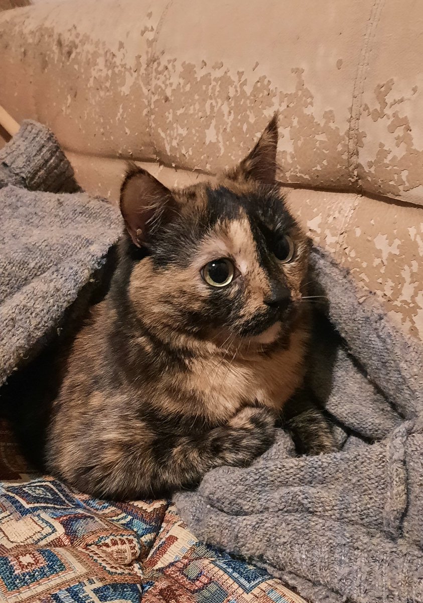 Луша заставила меня снять кофту и сидит теперь довольная под ней.