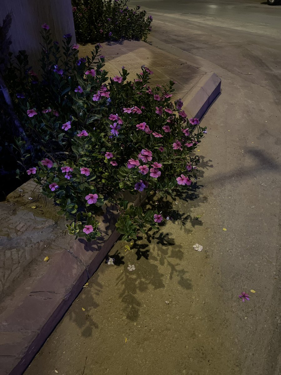 "يوم شفت الورد ينبت على أطراف الطريق
قلت أكيد إنّك تمرّين دايم.. من هنا"