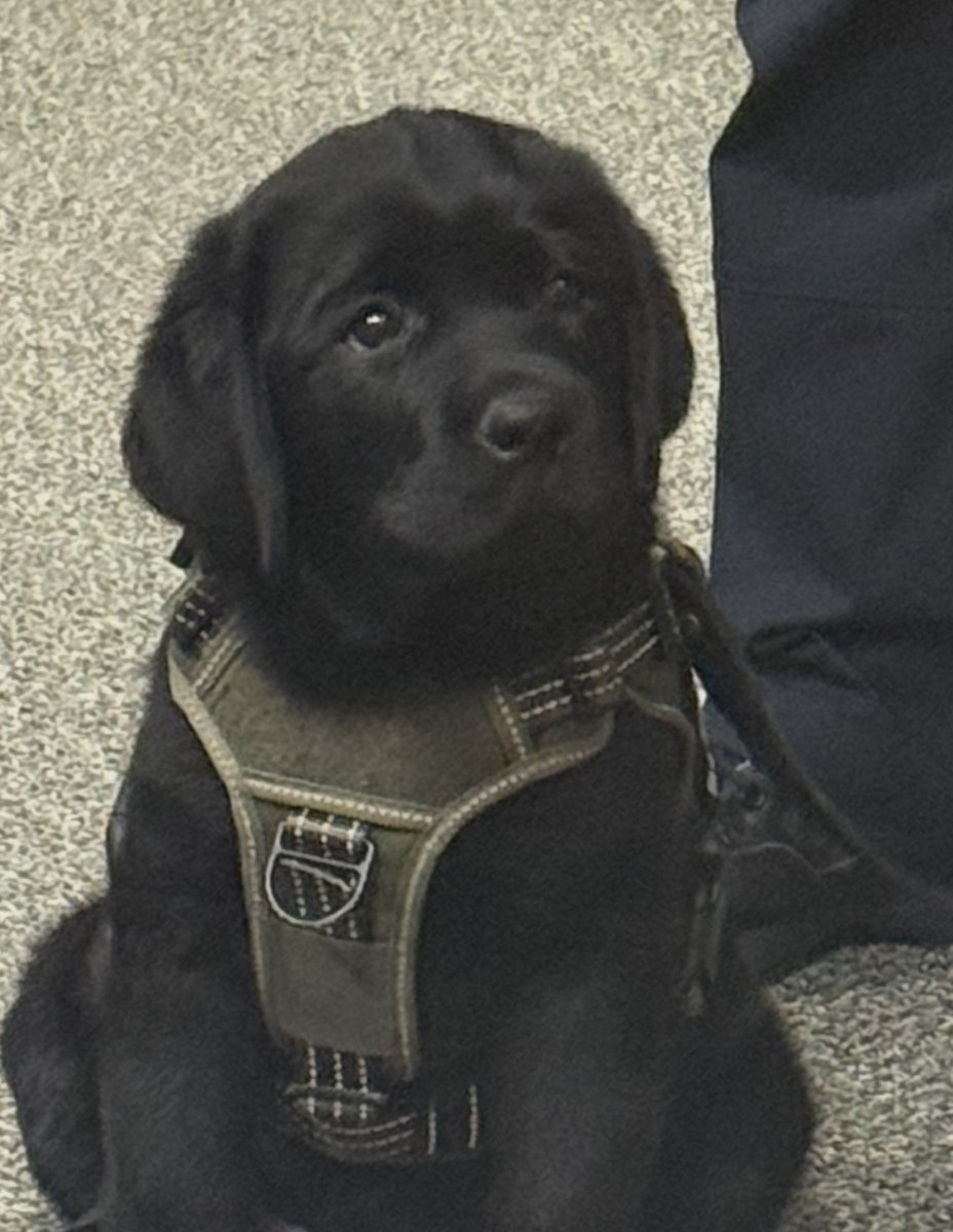 NipmucRegional's tweet image. Wednesday is always better when our school resource officer brings Koda by the main office.  The best comfort dog around! #nipmucpride