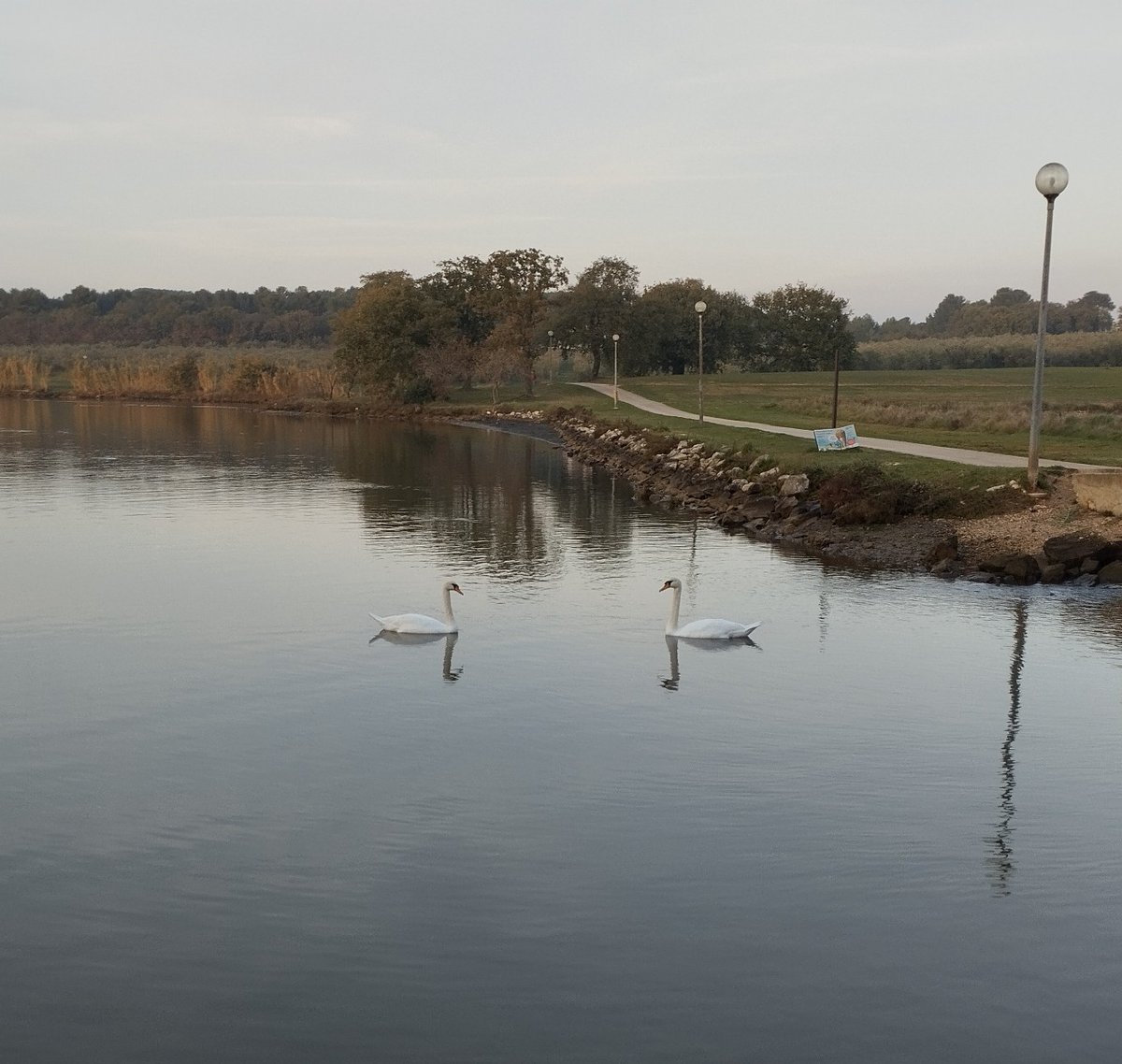 NatStepic's tweet image. Nero the Dog: #Hedgewatch and #birdwatching