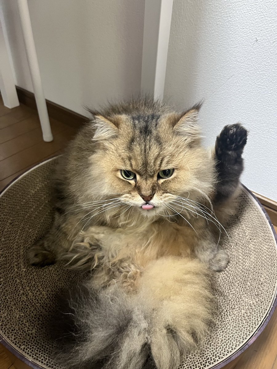 0411Alion's tweet photo. スタッフさんより😆可愛いすぎる！ https://t.co/Tz7qdQd2CQ