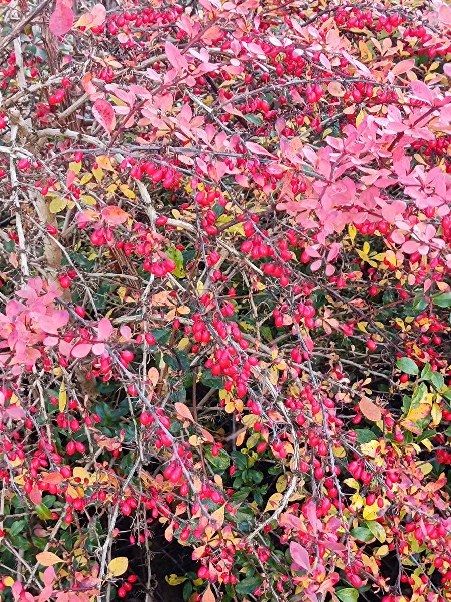 ...lubię jesień...