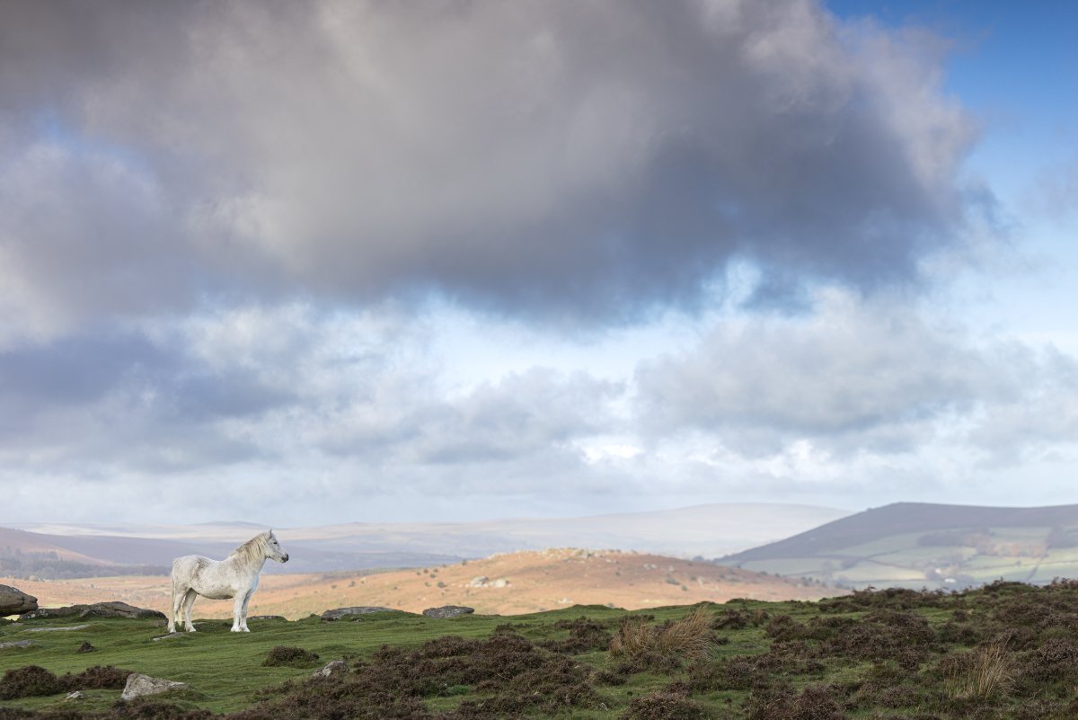 snelgrovephoto's tweet image. There’s something timeless about a grey Dartmoor Pony standing against this kind of backdrop, the shifting light, the layers of the landscape, and those dramatic skies rolling in.

This lovely pony stood quietly, taking in the moor below, completely at ease in the wind and…
