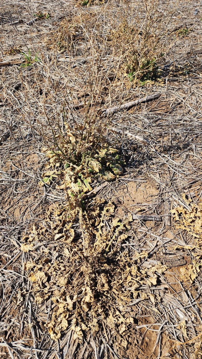 Sebastián Acosta tweet media