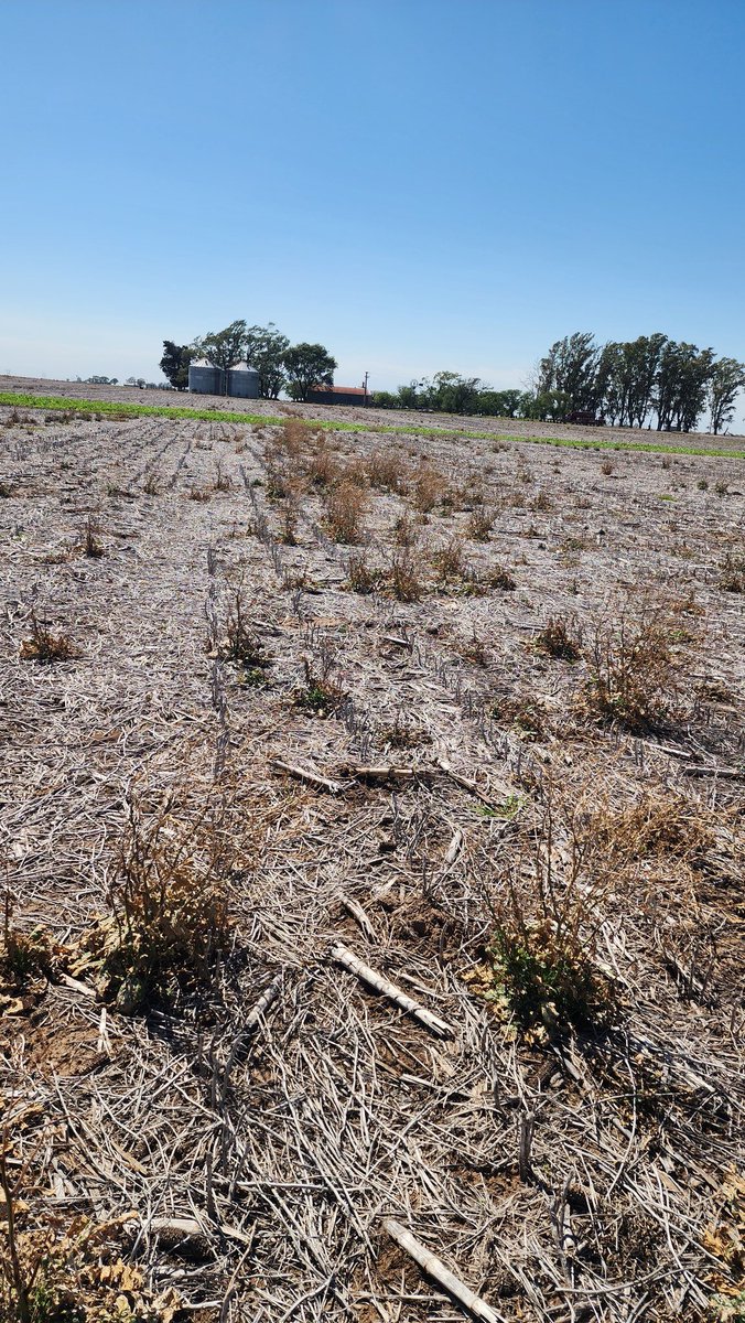 Sebastián Acosta tweet media