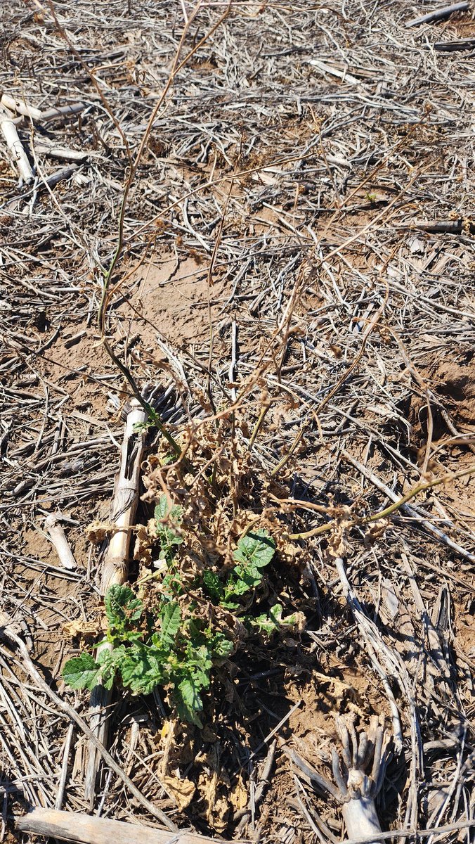 Sebastián Acosta tweet media