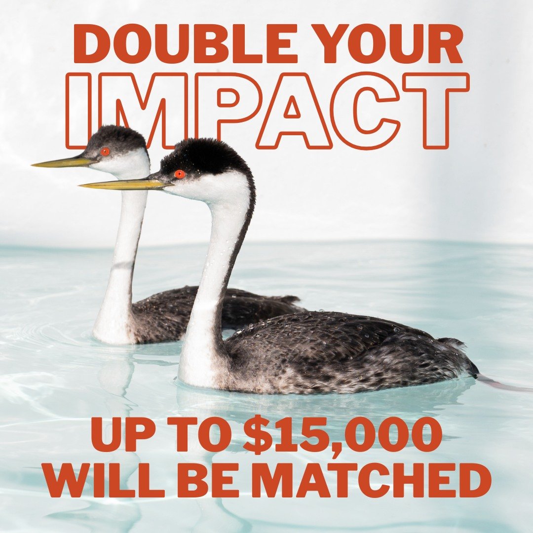 IntBirdRescue's tweet image. A collection of DONORS have now pooled their contributions to create a 2-for-1 MATCH up to $15,000. That means that from this point forward, every you dollar donate to save the grebes will be DOUBLED! 👯‍♀️✨
Donate now: birdrescue.org/donate-oiled-b…