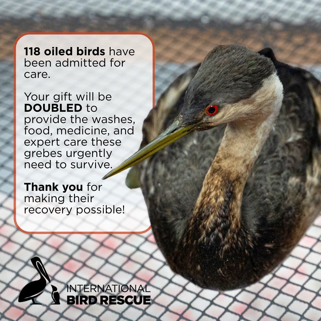 IntBirdRescue's tweet image. A collection of DONORS have now pooled their contributions to create a 2-for-1 MATCH up to $15,000. That means that from this point forward, every you dollar donate to save the grebes will be DOUBLED! 👯‍♀️✨
Donate now: birdrescue.org/donate-oiled-b…