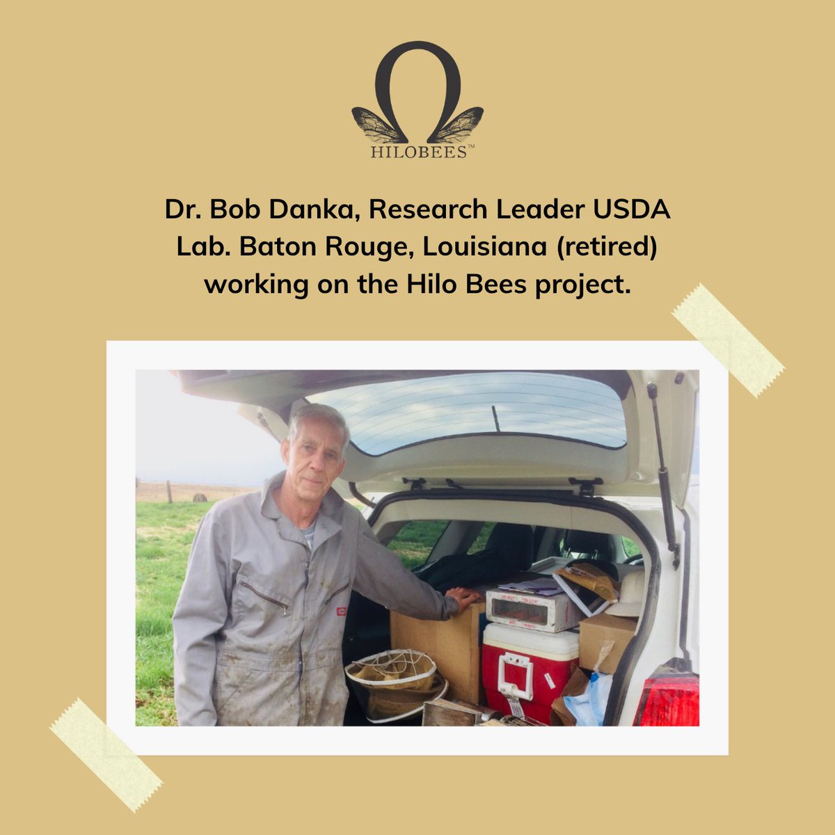 ProjectApism's tweet image. From 2008–2014, Dr. Bob Danka worked with commercial beekeepers to create Pol-line bees by pairing VSH queens with commercial drones. The result: strong survival, low mites, big populations &amp;amp; good honey. A key step in bringing Varroa-resistant genetics to real-world beekeeping.