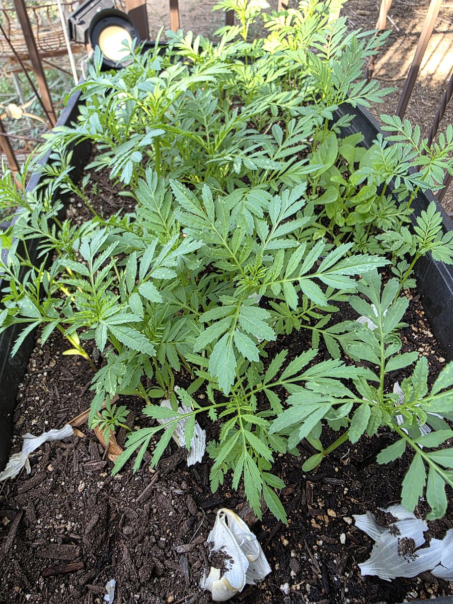 Garden Exchange Stands Org tweet media