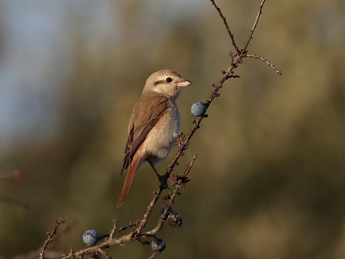 Tim Oakes tweet media