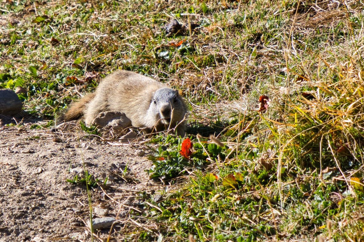 Franck Rando tweet media