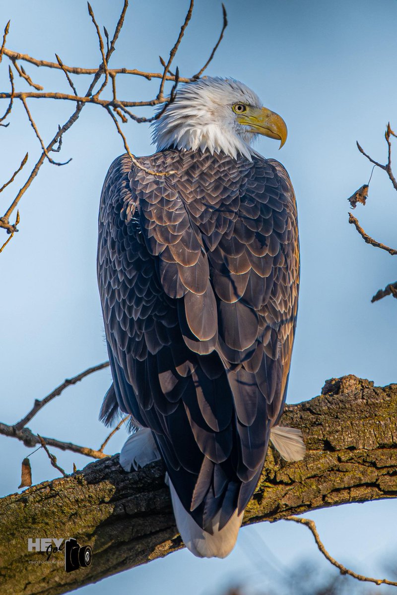 Bald eagle.
(Photo courtesy of Joe Viola)
#birds #eagles #NaturePhotography #wildlife #nature