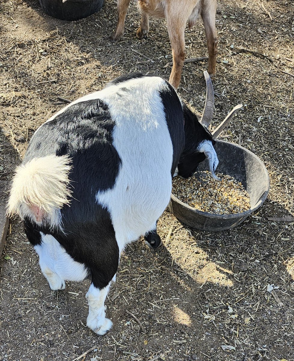 The plan. Keep billies in separate pen until late October for springtime babies. Well billies had other plans so I guess any day now and BABIES!!!!