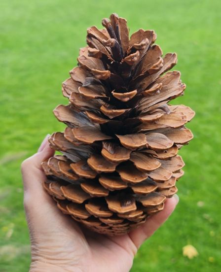 Ein XXL-Zapfen (Pinus Maritima) in Natur in 3 Größen
tischdeko-online.de/xxl-zapfen-nat… - 🌲✨ XXL-Zapfen mit Küstenflair! Natürlich, festlich &amp; maritim – perfekt für Weihnachten 🐚🎄

#Weihnachten #Dekoidee #Naturdeko #Maritim #Advent #Weihnachtsdeko #Winterdeko #Festlich #zapfen