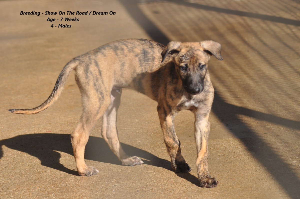 RacingGreyhound's tweet photo. Young racing greyhounds on the farm https://t.co/zyg63In8Go