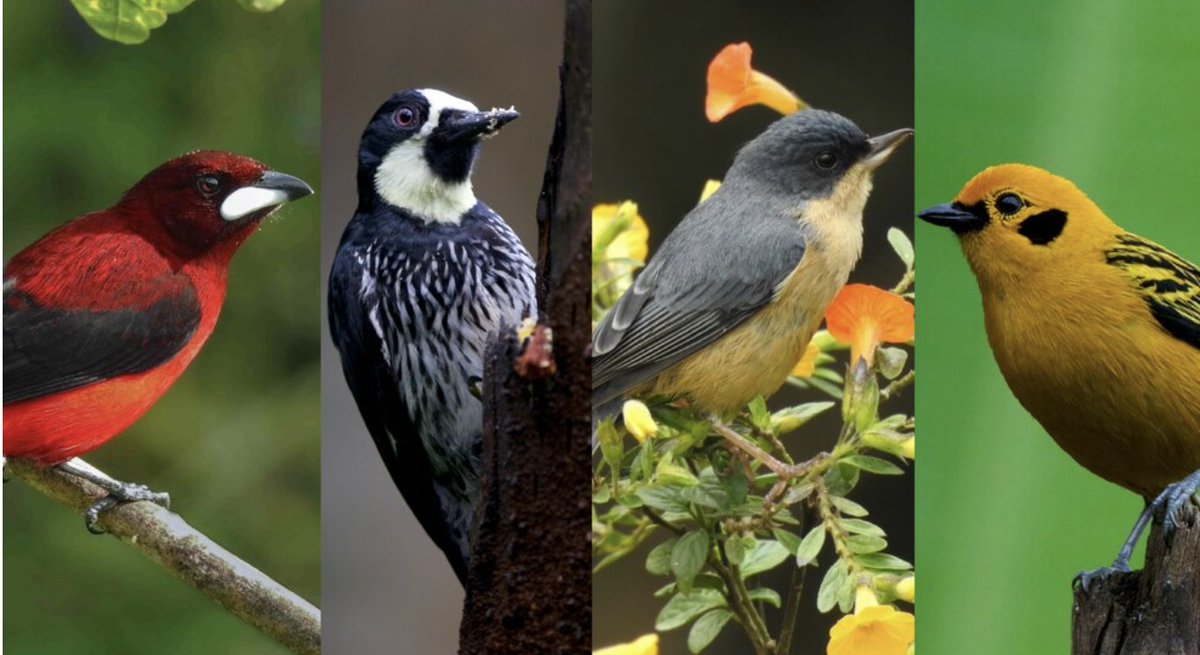 Revista_MUTIS's tweet photo. #RevMutis | «Diversidad y composición de la comunidad de aves en 4 humedales de Ambalema,  Tol.(Colombia): una comparación ...» de Paula Sarmiento, Nathalia Sánchez, Sergio Losada
#avesacuaticas
#biodiversidad
#EditorialUtadeo
https://t.co/cBTLozOUAr
📷 https://t.co/r9zzOkiJfx https://t.co/CUC12TPqwg