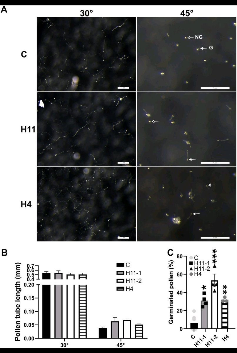 Sunflower power-up for soybeans.

Raineri et al. 2025 found that introducing the sunflower transcription factor HaHB11 into soybean plants significantly increases grain number and provides better heat tolerance in field trials.

<a href="/JXBot/">JXB @jxbotany.bsky.social</a> 

🔗academic.oup.com/jxb/article-ab…