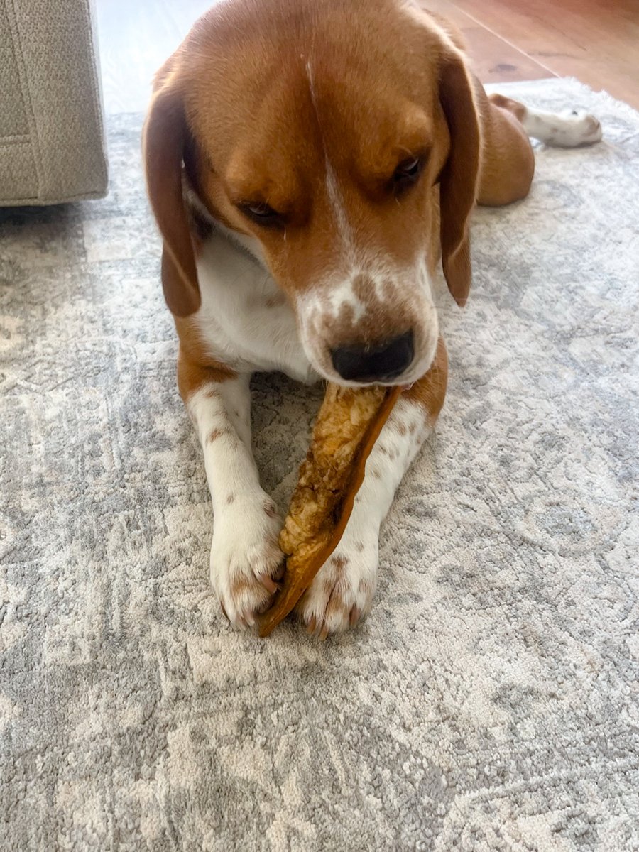 BubblyMoments's tweet image. High-protein indulgence for your furry friend! 🐾💛
Powerpet Smoked Beef Jerky Skin — real beef, real flavor, real happiness!

🛍️ amzlink.to/az0HvKVGuFIXY

#DogTreats #Powerpet #PetWellness