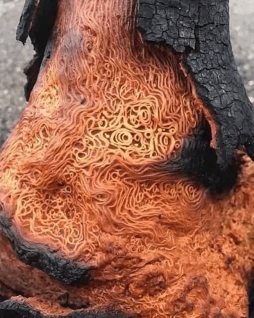 aleph_con_zero's tweet image. Questo è un &quot;albero degli spaghetti al sugo&quot;. Molto diffuso in Asia Minore, rappresenta la principale fonte di sostentamento per le tribù turco-italiche della zona.