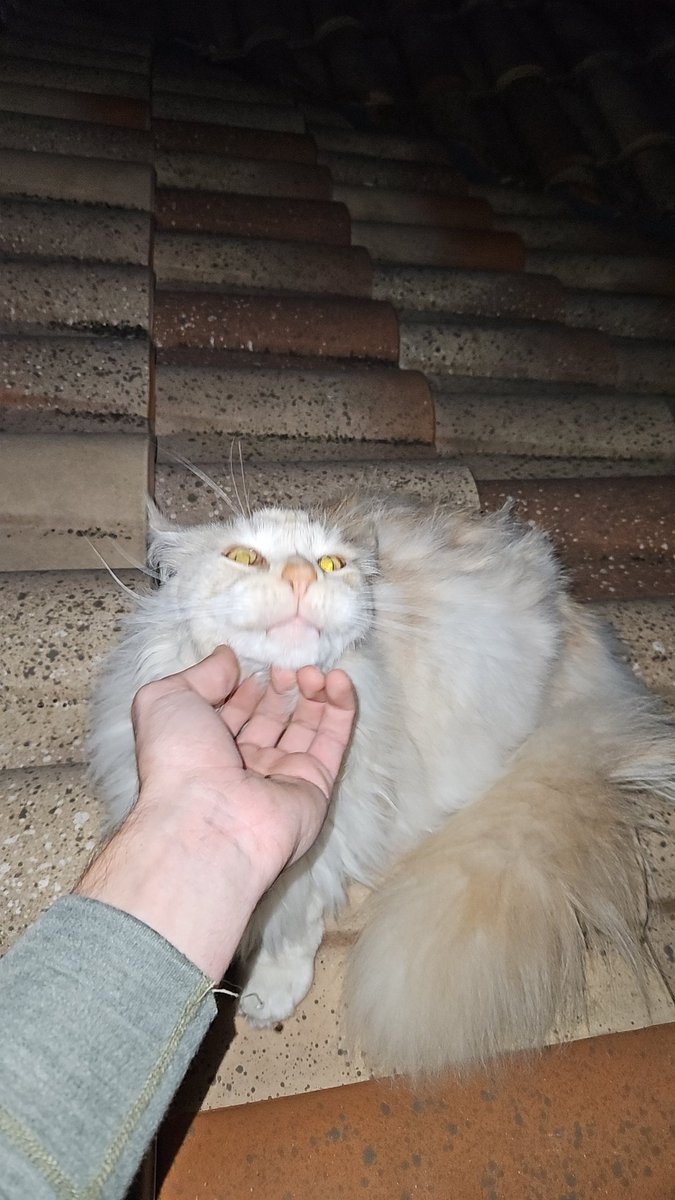 Mathookee's tweet image. Teïko aime bien les gratouilles