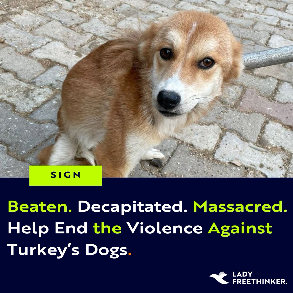 LadyFreethinker's tweet image. Horrific abuse in Turkey: dogs are being rounded up, beaten to death, &amp;amp; even fed to zoo animals under the country’s “massacre law.” We’re demanding a full investigation &amp;amp; accountability for this cruelty. ladyfreethinker.org/sign-demand-ju…
