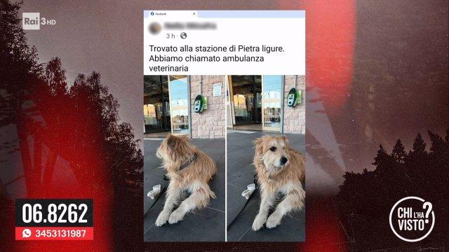 chilhavistorai3's tweet image. Questa sera a “Chi l’ha visto?” 

Cane fa ritrovare il padrone: Presto Magic e Renè di nuovo insieme grazie a Croce Rossa e spettatori 

Alle 21:20 con Federica Sciarelli in diretta su #Rai3 e #RaiPlay 

#chilhavisto #12novembre