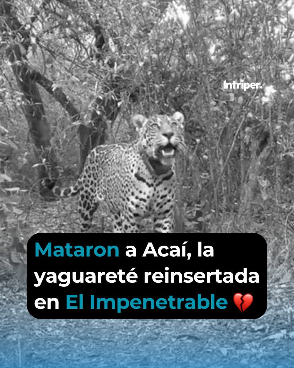 Asesinaron a Açaí.
Una verdadera tragedia ambiental.
Se presume un ataque de cazadores furtivos. 
Su collar de monitoreo satelital dejó de transmitir y fue localizado sumergido en el río Bermejo.
Tristeza e indignación enormes.