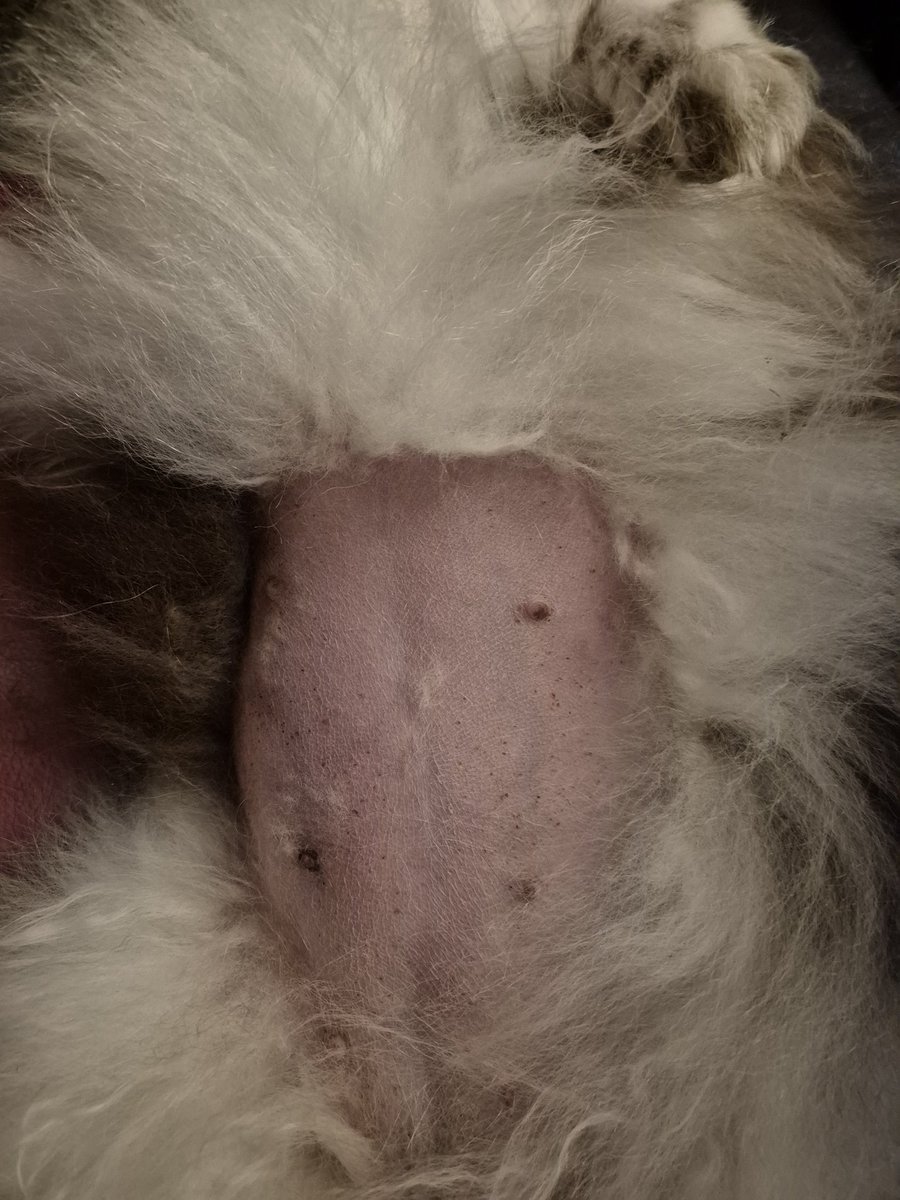 🐻Seht ihr, was die mit mir gemacht haben? Die haben ja wohl einen Megaknall!
👩: du meinst Ultraschall!
🐻: Megaknall stimmt schon!! Mein Bäuchlein ist jetzt nackig und die haben noch was Nasses, Kaltes drauf gemacht! Und ICH MUSSTE STILLLIEGEN!!!! 😤😡🤬*motzt*