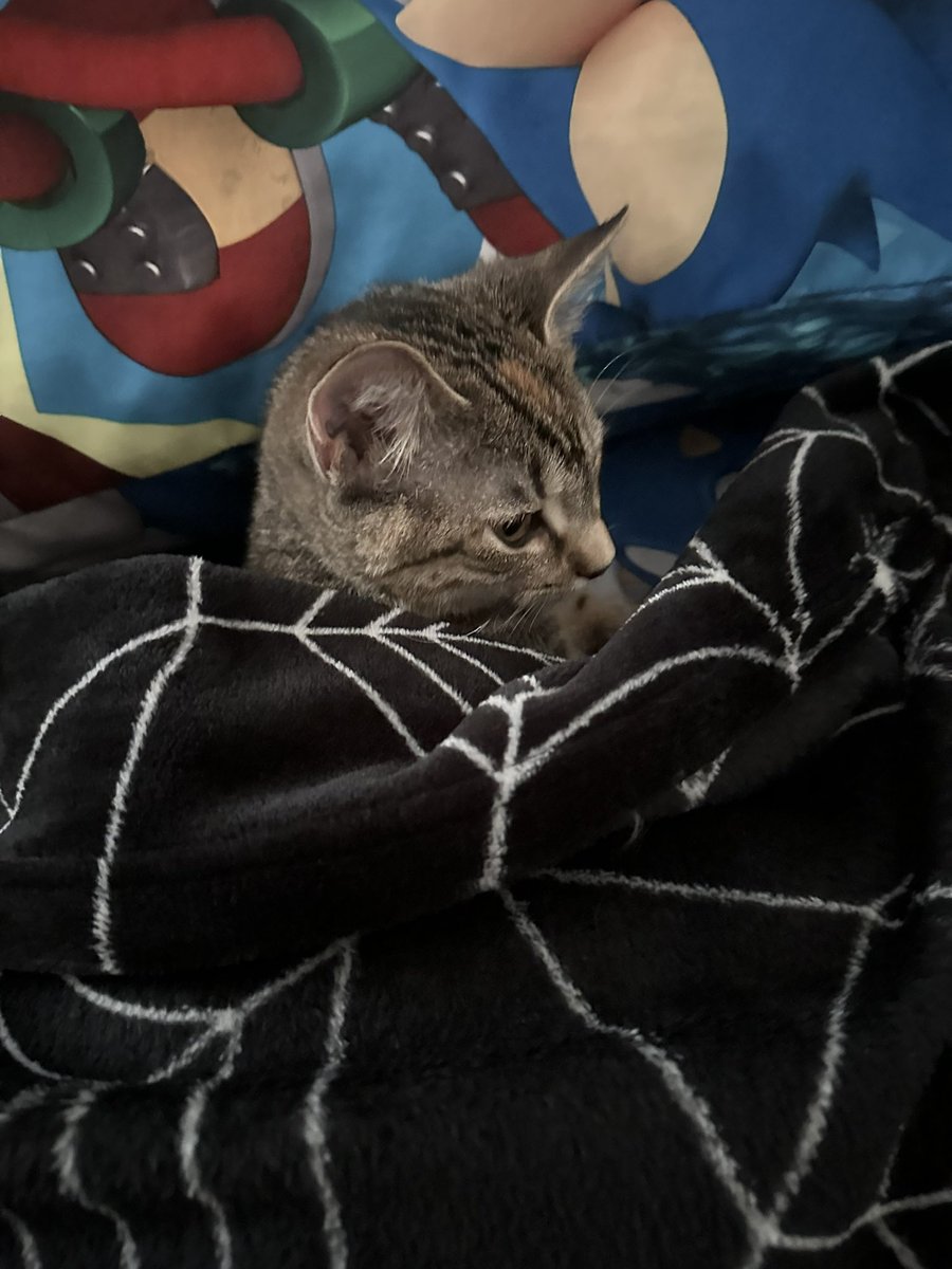 Josh 𒉭 tweet media