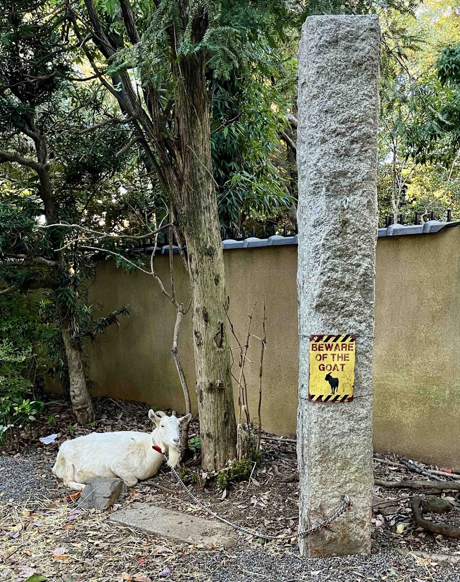 One Little Goat tweet media