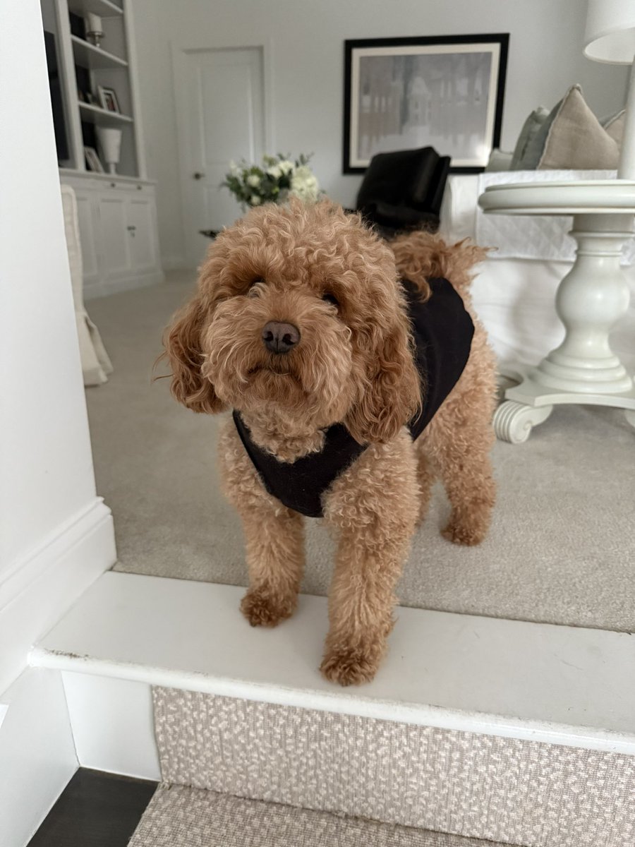 Wut u mean Muzzer asking wut I doin upstairs #Notchewingonstair #dogsofX #wednesdaymotivation #Doggosrule