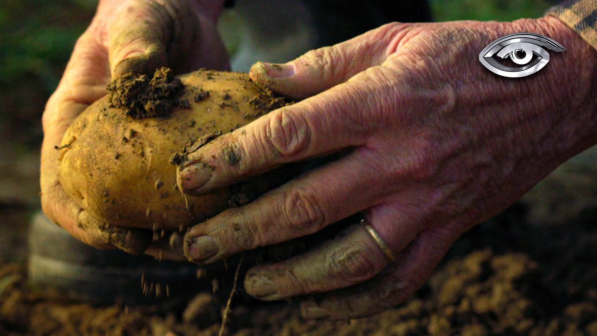 | VIDEO | El universo de los tubérculos andinos. Los de siempre, los que siguen poniéndole sabor al menú diario. ►►► acortar.link/co1DPI